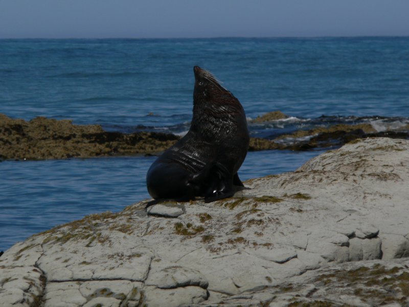 robbebeikaikoura.jpg